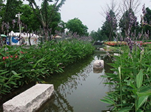 水生植物景觀