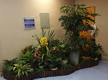 花草擺放