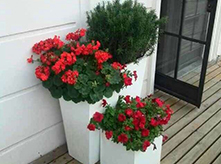 開花植物