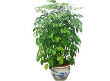 綠寶植物養(yǎng)護(hù)租賃