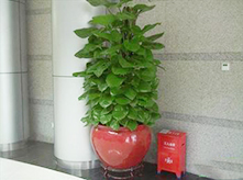 進(jìn)化空氣的植物大綠蘿
