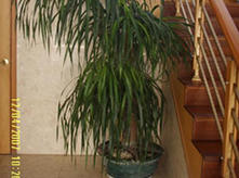 龍血樹(shù)