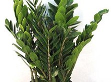 金錢樹植物養(yǎng)護租賃