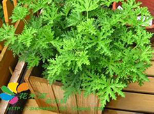 驅(qū)蚊草植物養(yǎng)護(hù)