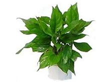 萬(wàn)年青植物養(yǎng)護(hù)租賃