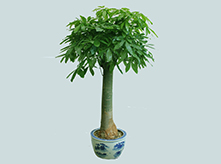 獨(dú)桿發(fā)財(cái)樹(shù)