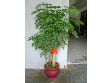 植物養(yǎng)護(hù)租賃
