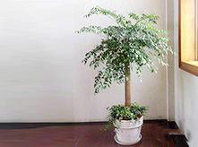 幸福樹(shù)室內(nèi)進(jìn)化空氣植物養(yǎng)護(hù)租賃