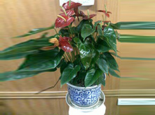 紅掌養(yǎng)護