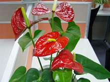 開花植物