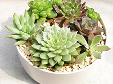 多肉組合植物養(yǎng)護