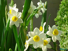 春節(jié)開花植物水仙花