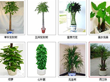 上海綠植租賃