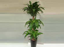 巴西木植物養(yǎng)護(hù)