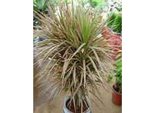 彩虹木植物養(yǎng)護(hù)