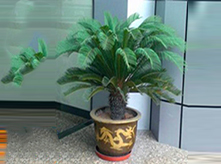 鐵樹(shù)