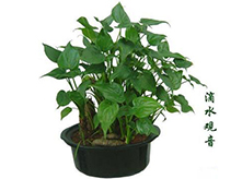 千手觀音植物養(yǎng)護