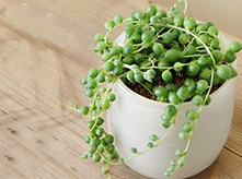 室內(nèi)觀賞植物珍珠吊蘭