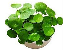 水生植物銅錢草