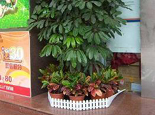 植物搖錢(qián)樹(shù)養(yǎng)護(hù)租賃