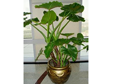 滴水觀音室內(nèi)植物養(yǎng)護(hù)