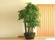 大發(fā)財(cái)樹(shù)植物養(yǎng)護(hù)租賃