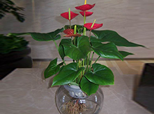 水養(yǎng)紅掌
